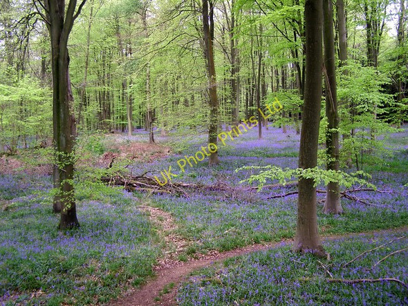 Photo 6"x4" Bluebells in Micheldever Wood Micheldever c2006