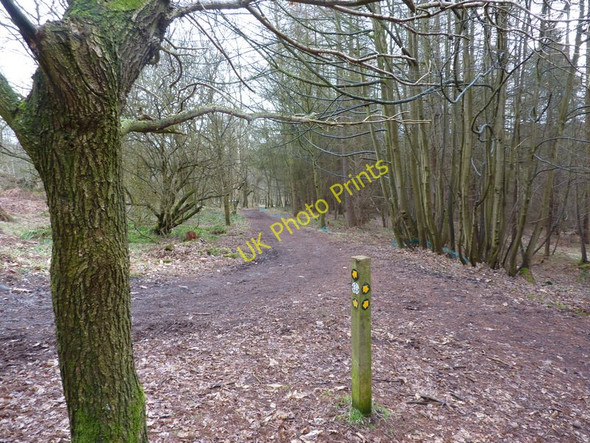 Photo 6"x4" Woodland paths and  markers Alderwasley c2010