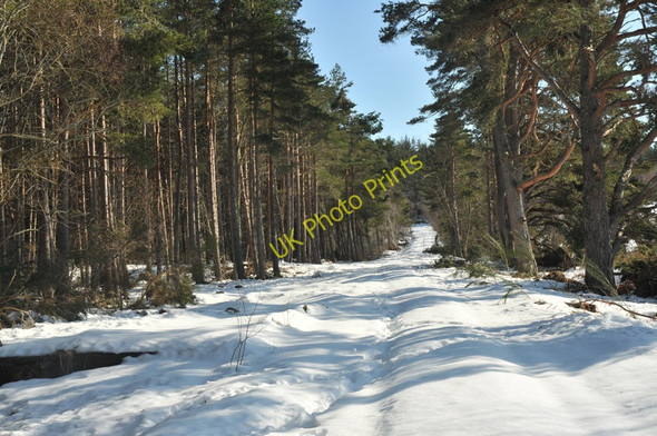 Photo 6"x4" Snowy forest access road Glaichbea c2010