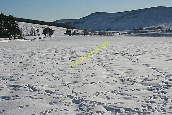 Photo 6"x4" Tracks in the Snow Rottal c2010