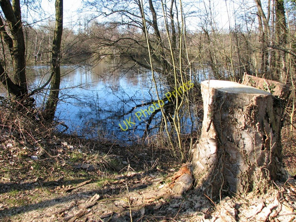 Photo 6"x4" Tree stump by fishing lake Narborough\/TF7412 c2010