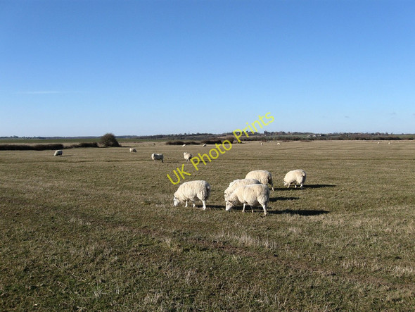 Photo 6"x4" Bridge Field Norman's Bay c2010