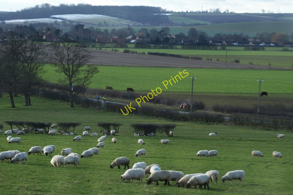 Photo 6"x4" Sheep grazing on the edge of the village Honington\/SK9443 c2009