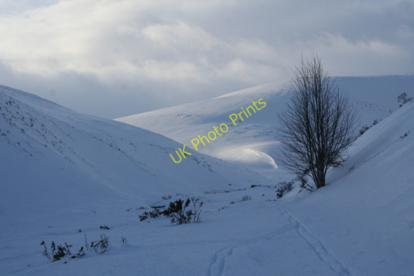 Photo 6"x4" Rowan tree by the Coulins burn Coulins Burn c2010
