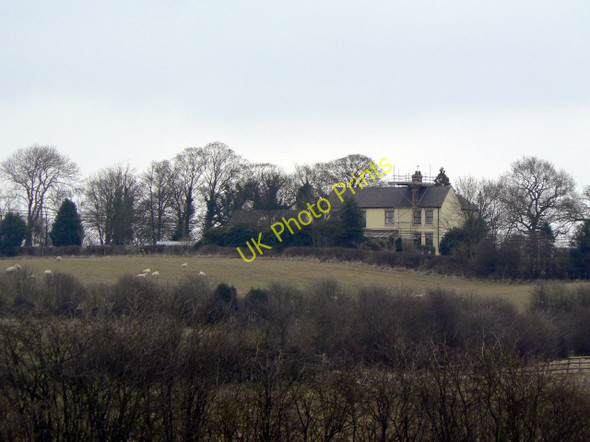 Photo 6"x4" Measham Firs Measham c2010