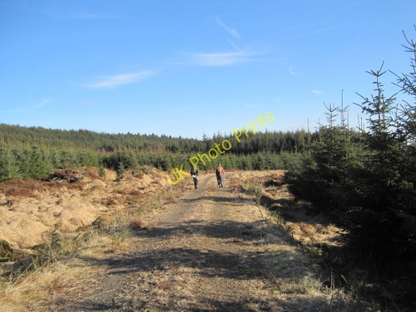 Photo 6"x4" Forestry Track Butteryhaugh c2010