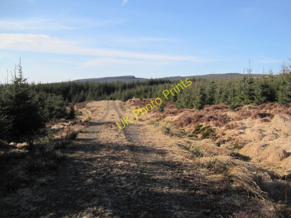 Photo 6"x4" Forestry Track Butteryhaugh c2010 P1