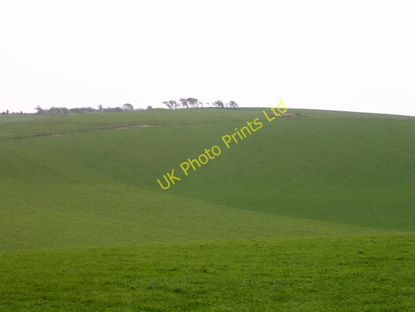 Photo 6"x4" Verdant pasture south of the A35 between Martin's Down and Black Down Long Bredy c2005