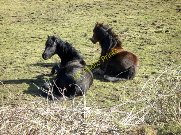 Photo 6"x4" Ponies enjoying the sun, Delny Muir Broomhill\/NH7171 c2010