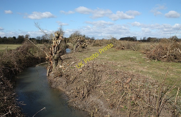 Photo 6"x4" Pollarded trees by the Ripple Brook Naunton\/SO8739 c2010