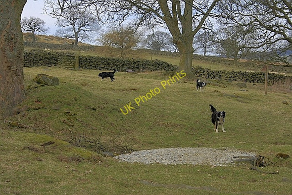 Photo 6"x4" Intimidating Farm Dogs, Lower Locker Farm Wheat Beck c2010