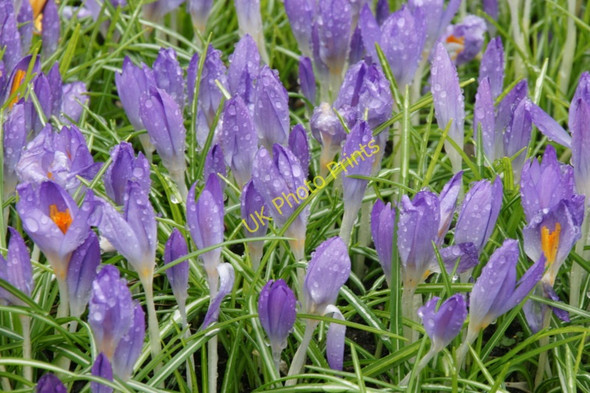 Photo 6"x4" Crocuses, North Road, Lerwick Lerwick c2010