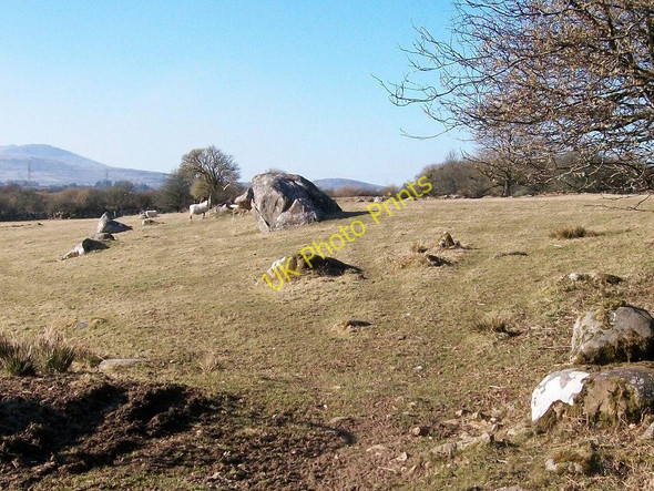 Photo 6"x4" Grazing sheep in a field littered with glacial erratics Rhoslan c2008