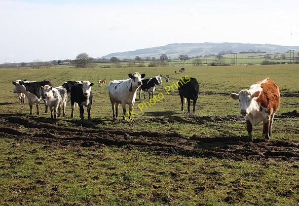 Photo 6"x4" Cow pasture near Baughton Hill Farm Hill Croome c2010