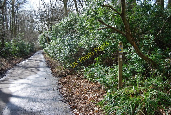Photo 6"x4" Roadside Nature Reserve, Roger's Rough Rd Bedgebury Cross c2010