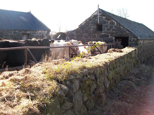 Photo 6"x4" Cattle at Tyddyn-y-felin Llecheiddior\/SH4743 c2010