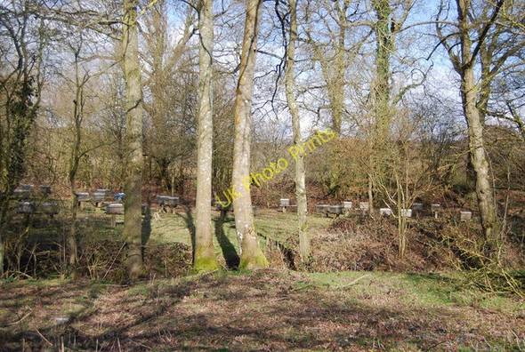 Photo 6"x4" Beehives in the woods Bedgebury Cross c2010