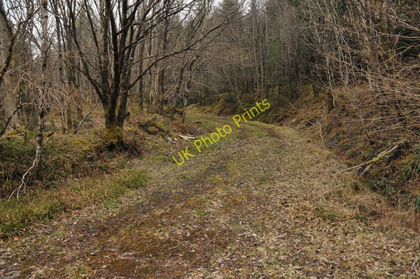 Photo 6"x4" Woodland track near Corrychurrachan Inchree c2010