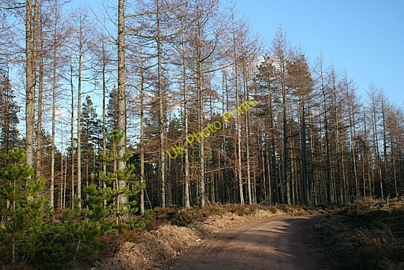 Photo 6"x4" Forest Road Fochabers c2010