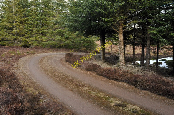 Photo 6"x4" Forest road in Blairmore Estate Ardendrain c2010