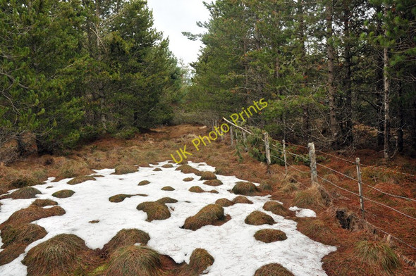 Photo 6"x4" Fence in the forest Abriachan c2010