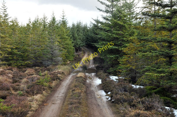 Photo 6"x4" Forest road in Blairmore Estate Ardendrain c2010 P1