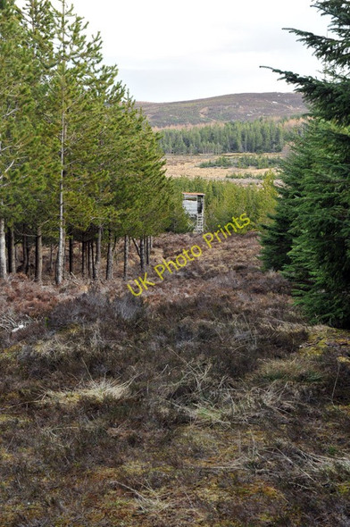 Photo 6"x4" Forest firebreak in Blairmore Estate Ardendrain c2010