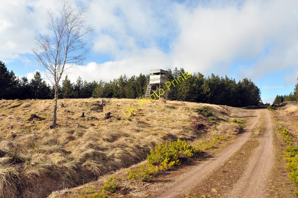 Photo 6"x4" Forest clearing in Blairmore Estate Ardendrain c2010