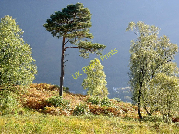 Photo 6"x4" Mixed open woodland above Kinlochleven Kinlochmore c2007