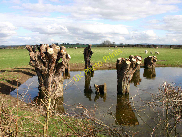 Photo 6"x4" Pollarded trees in a pond Admington c2010