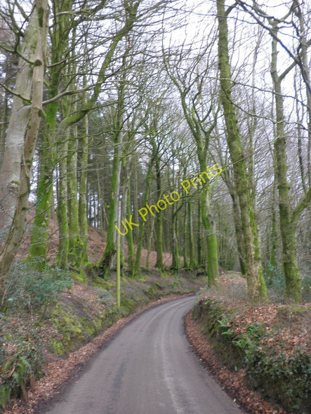Photo 6"x4" Minor road, south of Blackborough Saint Hill c2010