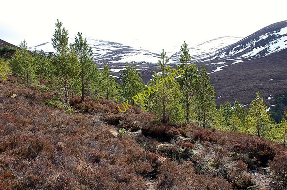 Photo 6"x4" Path through small pine trees Lagganlia c2010