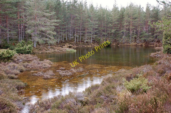 Photo 6"x4" Lochan in the pinewoods, Inshriach Feshiebridge c2010