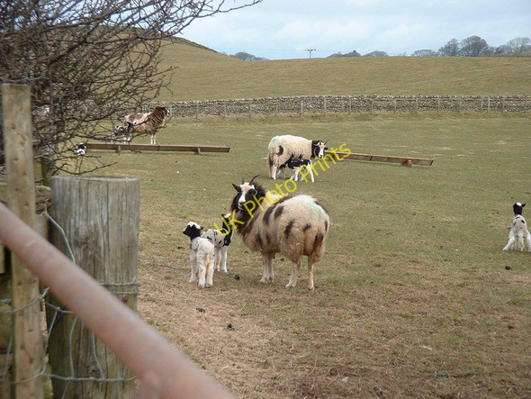 Photo 6"x4" Jacobs Sheep with lambs near Cumrew Albyfield c2010