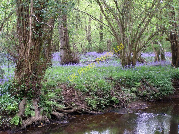 Photo 6"x4" Bluebells on the western bank of the Lymington River, New Forest Balmerlawn c2006