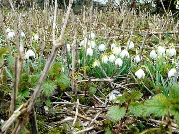 Photo 6"x4" Snowdrops by Dauntsey Drove Fyfield\/SU2946 c2010