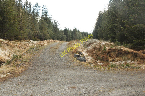 Photo 6"x4" Near the end of the forestry road Highbridge\/NN1981 c2010