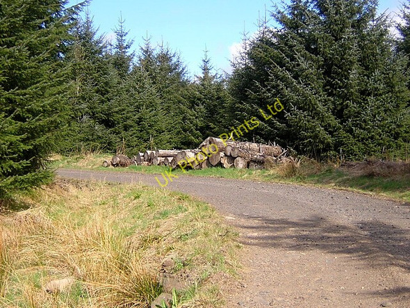 Photo 6"x4" Log Pile in Carron Valley Forest Carron Valley Forest c2006