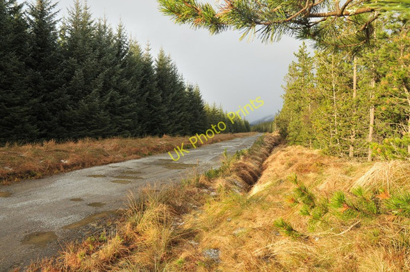 Photo 6"x4" Forest road near Brackletter Highbridge\/NN1981 c2010