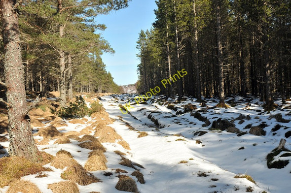 Photo 6"x4" Snowy track through the forest Erchless Castle c2010