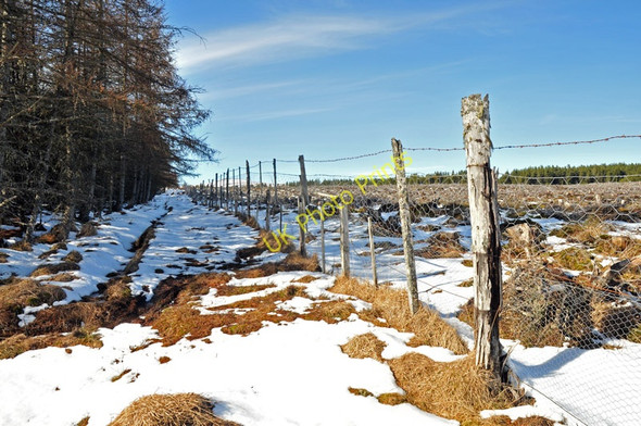Photo 6"x4" Fence boundary in the forest Erchless Castle c2010