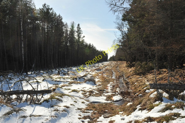 Photo 6"x4" Snowy and wet forest track Erchless Castle c2010