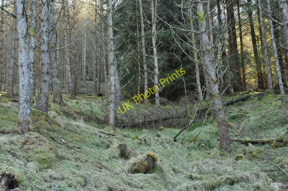 Photo 6"x4" Forest near Glenfintaig Stronaba c2010