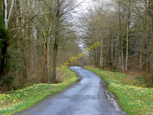 Photo 6"x4" Floral mile through Hay Wood Shaw Common c2010
