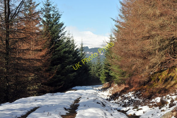 Photo 6"x4" Near the end of the forestry road Stronaba c2010