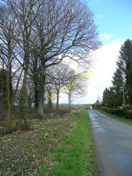 Photo 6"x4" Edge of Park Wood Shaw Common c2010