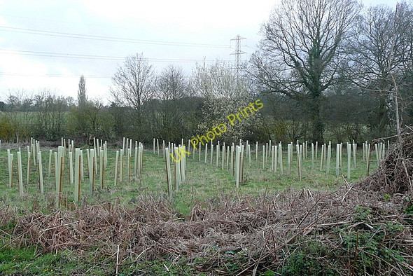 Photo 6"x4" New plantation at Great Danmoor Copse Heckfield c2010 P1
