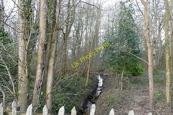 Photo 6"x4" Woodland in Stratfield Saye estate Stratfield Turgis c2010