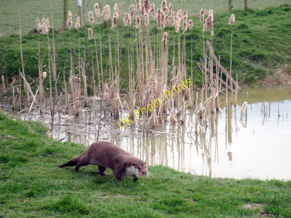 Photo 6"x4" Otter at British Wildlife Centre, Lingfield Newchapel\/TQ3642 c2010