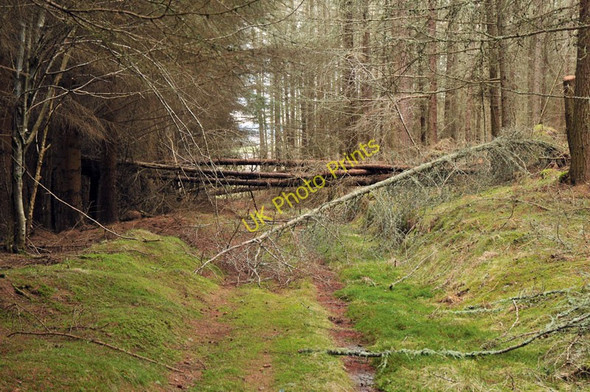 Photo 6"x4" Forest track near Tullich Muir Tullich Muir c2010